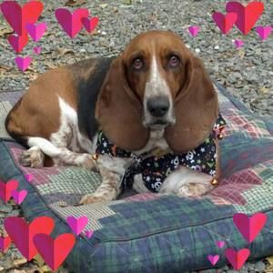 Meet your Posher, Janet